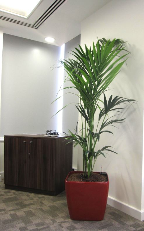 Kentia Palm plants for refurbished offices at Bank House
