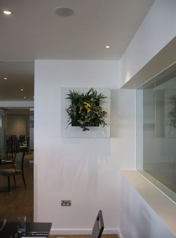 Live Plant Art in white square frame