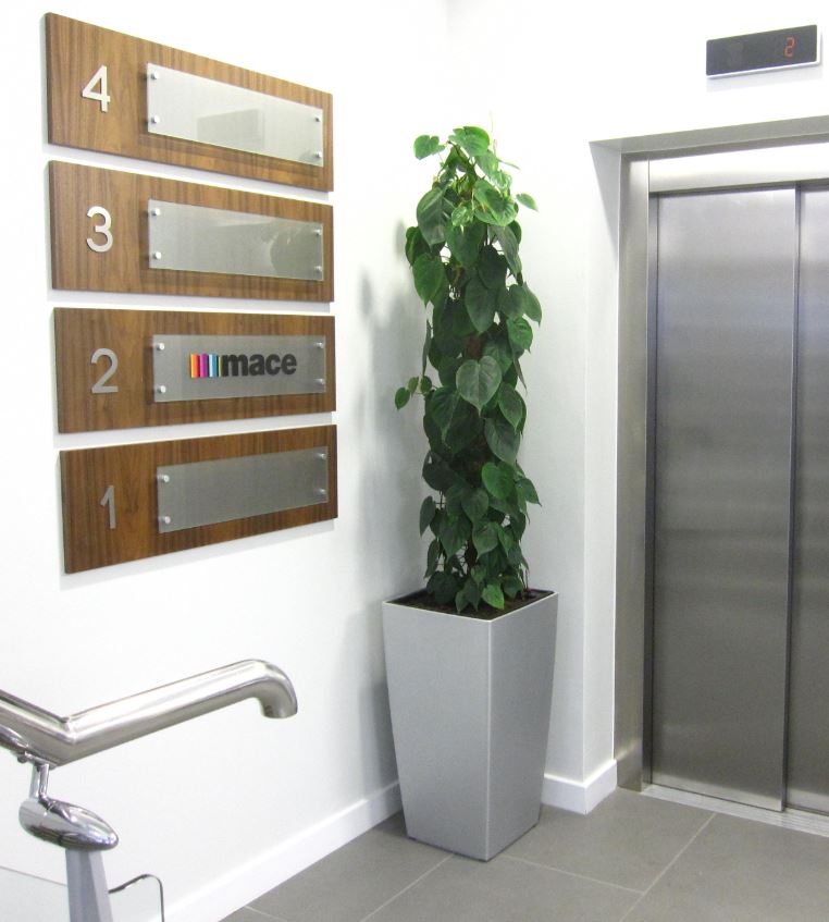 Main office Reception plant display using a Philodendron Scanden