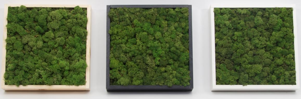 Moss Picture Frames Square