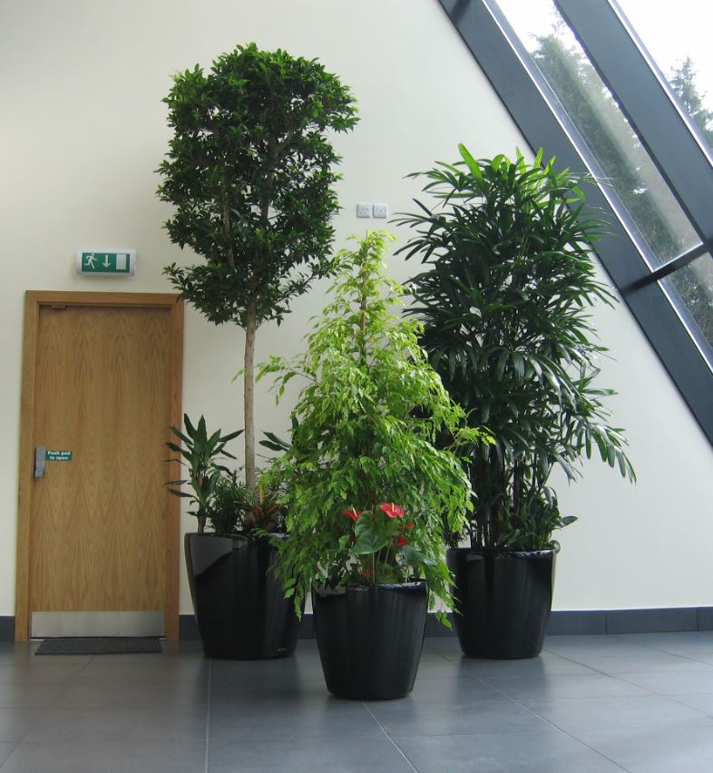 Plant displays for coventry office atrium