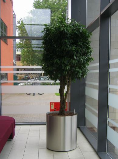Plants for Main office Atrium at West Midlands Fire