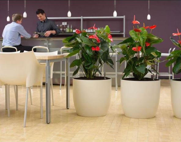 Plants in a York office restaurant
