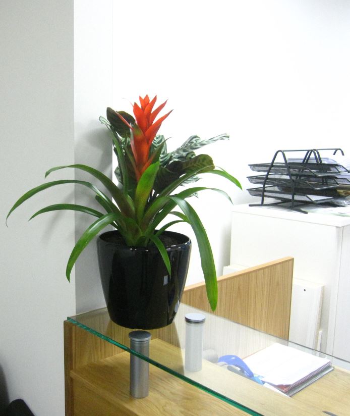 Reception desk top plant display for the offices of Rodgers Leask Derby