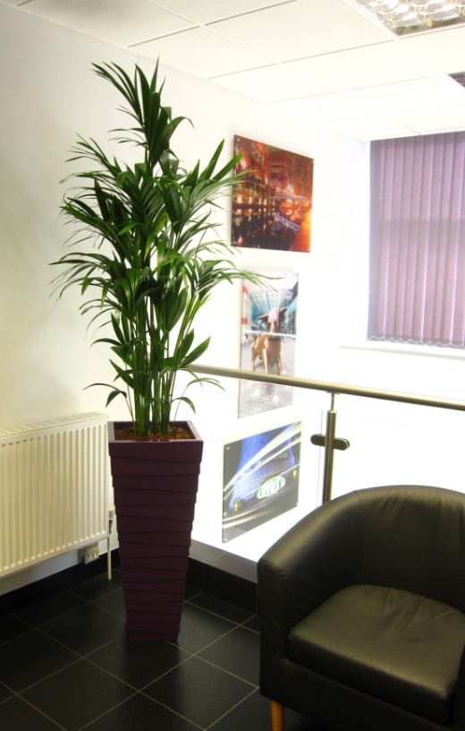 Reception has a purple Stack display with a bushy Palm