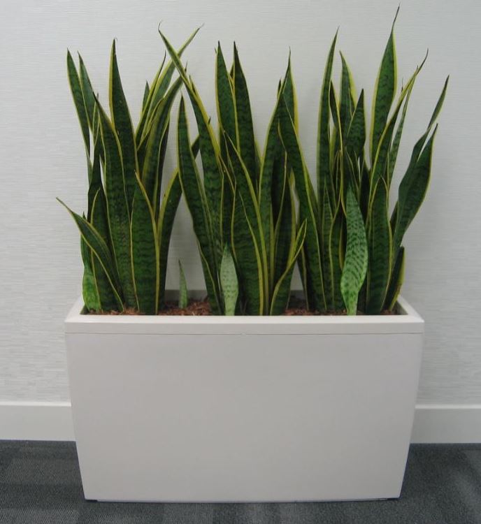 Rectangular plant displays for regional Manchester office