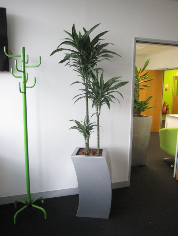 Smaller Silver plant conatiners for the Directors offices