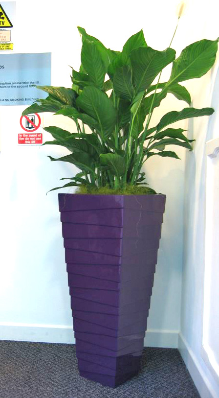 Interior Stack plant displays for Leeds based legal chambers