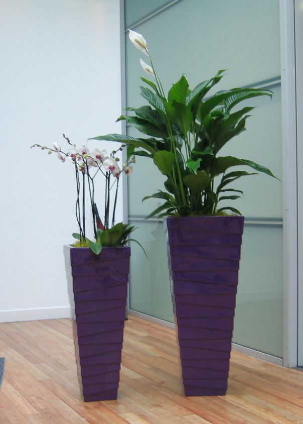 Flowering plants for office receptions