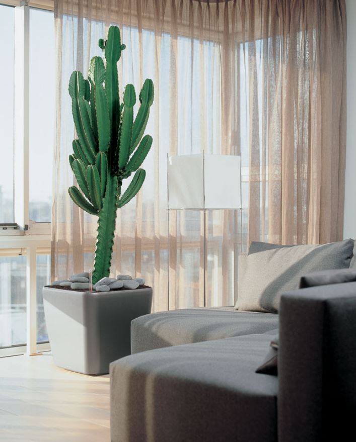 The tactful cactus by your window, surveys the prairie of your room