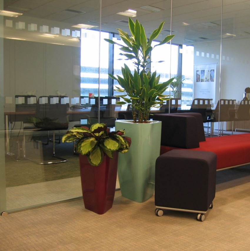 Triangular Trifik plant dsiplays in Blythe Valley office breakout area