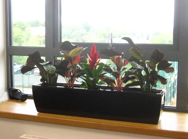 Windowsill displays for Reception and main stairs