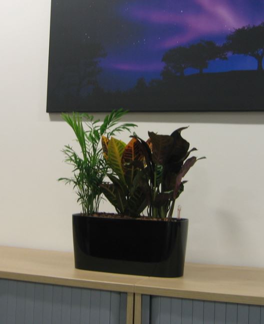 Cabinet top plants in Leicester offices