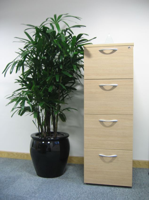 Leicester office with Rhapis Palm plant