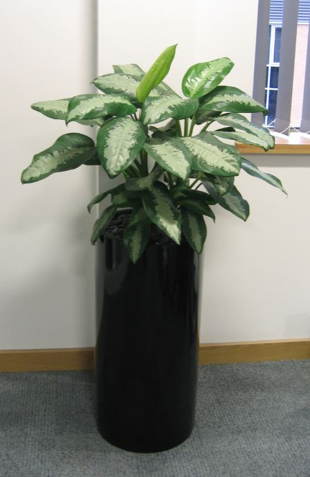 Aglaonema Pattaya Beauty in Leicester offices