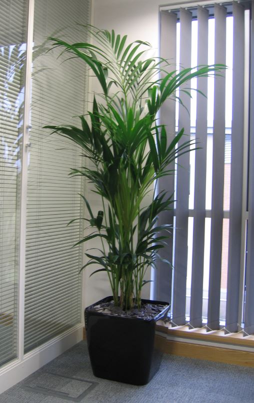 Kentia office Palm in Leicester
