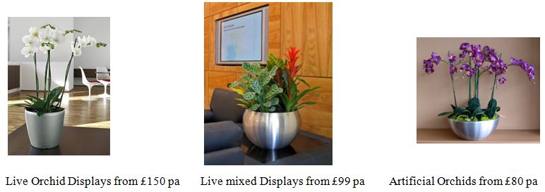 Fresh Flowers and plants for office receptions
