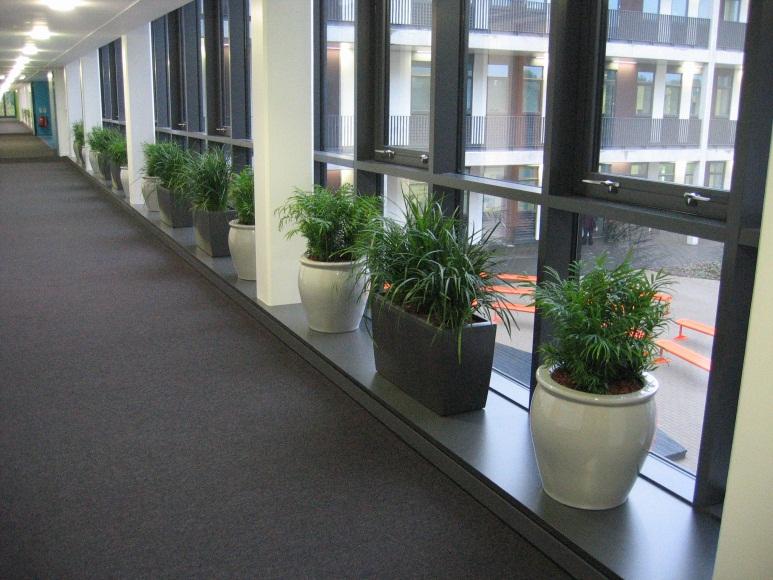 Plants displays for RSA Academy Tipton West Midlands