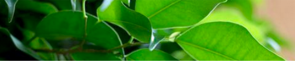 Why Plants Banner 2