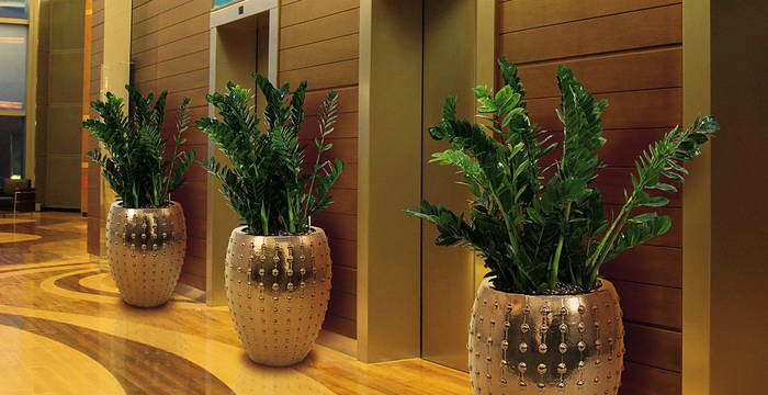 Lift Lobby With Zamiifolia Plants In Circular Gold Containers