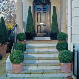 Buxus Balls And Pyramid Trees With Uv Resistant Foliage