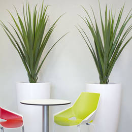 Spiky Contemporary artificial Yucca plants in tall white containers