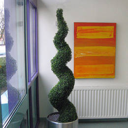 Spiral Buxus Topiary Tree in Scool Reception area