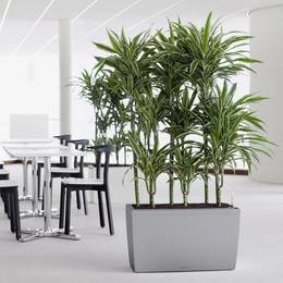Silver Rectangular Office Divider With Dracaena Ulysses Plants