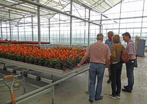 Bromeliad Nursery in Holland