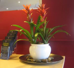 Plants supplied to Novotel Milton Keynes & Getronics Regional Office.