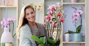 Plant Profile -€“ Phalaenopsis Orchid