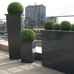 Boxwood Topiary Balls In Tall Metal Planters