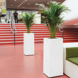 Tall White Palm Displays In Library Entrance Hall 