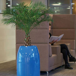 Phoenix Palm Plant In Office Rest Area 