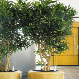 Couple Containers Planted With Dracaena Reflexa Live Trees