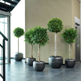 Grouped Plant Displays At Bottom Of Stairs In Office Reception