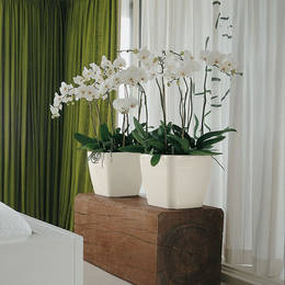 White Phalaenopsis Orchid Displays 