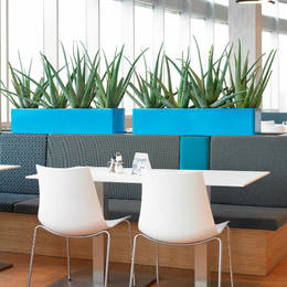 Bold Blue Restaurant Displays Planted With Aloe Vera Plants