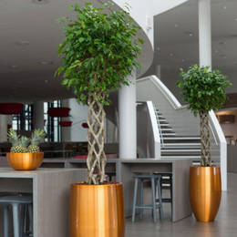 Ficus Open Braided Displays