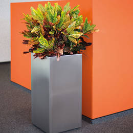 Colurful Croton Display In Tall Square Aluminium Container