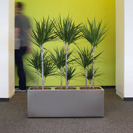 Dracaena Marginarta Plants In Rectangular Display