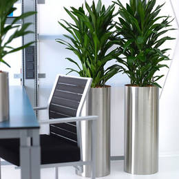 Cordyline Glorka Plants In Nuneaton Offices