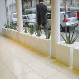 Aloe Vera Plants In The Window Of A London Office