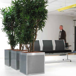 Dracaena Reflexa With Perforated Stainless Steel Planters