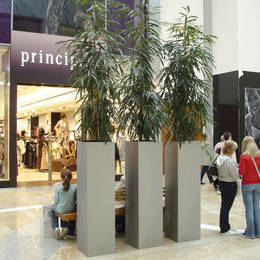 Tall Square Shopping Centre Plants With Ficus Arley Plants