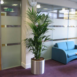 Kentia Palm Plant In Manchester Office Breakout Area