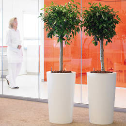 Ficus Ball Headed Trees With Straight Stems