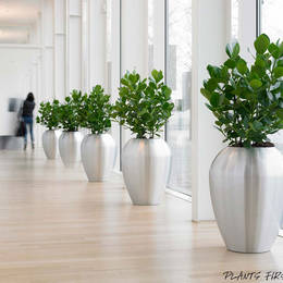 Ficus Displays In Nottingham Offices