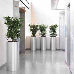 Dracaena Plants In Worcester Office Lift Lobby