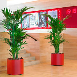 Kentia Palm Plants In The Entrance Of A Coventry Restauarnt